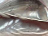 Jaguar XJS Left HeadLamp Lights head light