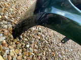 Jaguar x308 XJ8 front bumper Sherwood green HFR