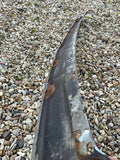 Jaguar XJ40 front bumper chrome centre (without headlamp washers)
