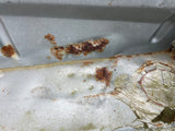 Jaguar XJ40 86-94 Trunk boot floor repair panel